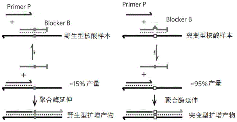 基于引入额外碱基错配的阻滞物进行阻滞取代扩增富集检测目标突变的方法与流程