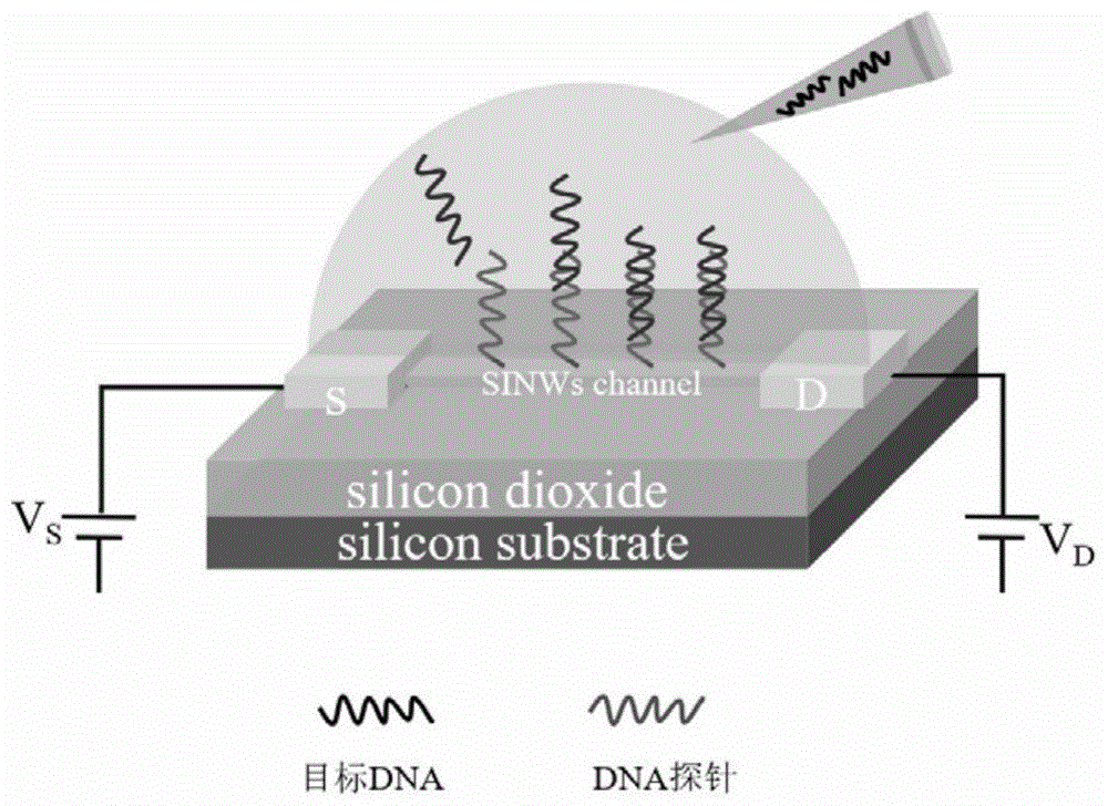 一种dna生物传感器及其制备方法和应用与流程