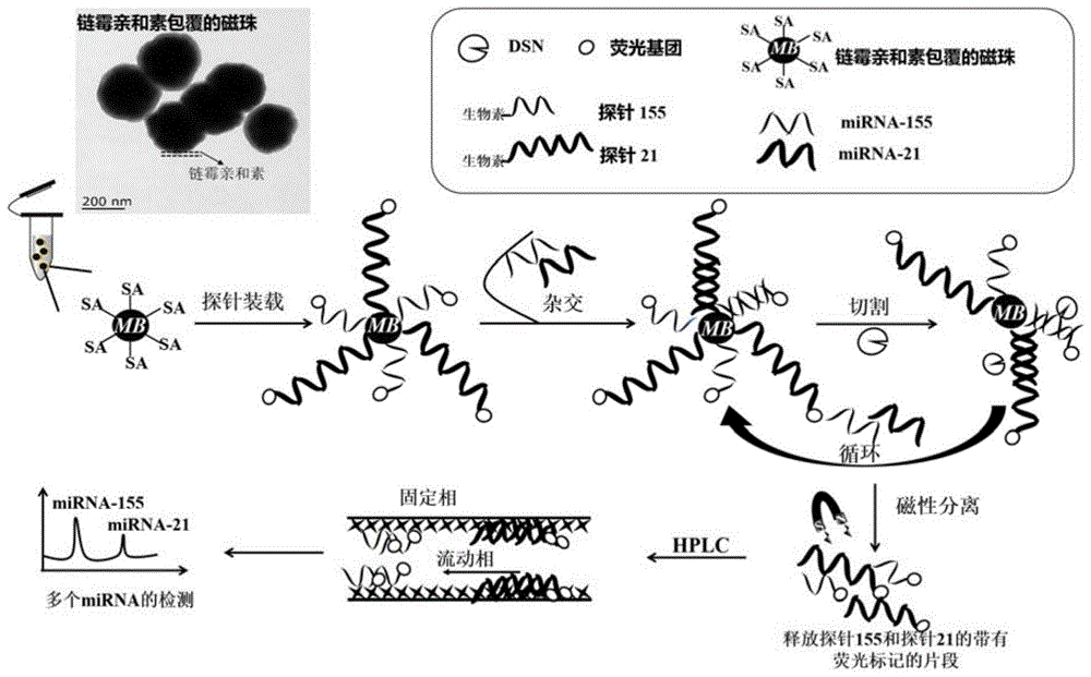 一种基于DSN循环扩增技术对多种microRNA同时进行检测的液相色谱法的制作方法