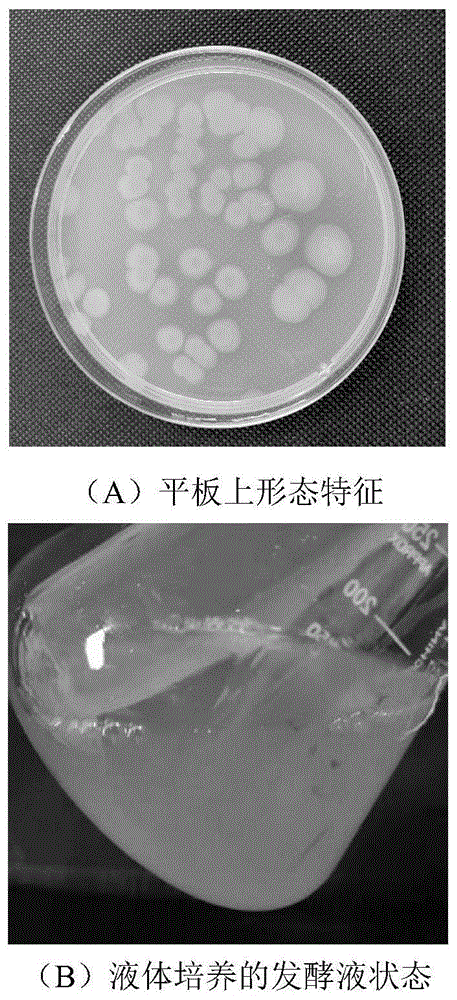 一株施氏假单胞菌及其应用的制作方法