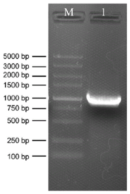 一种猪种布鲁氏菌IalB基因缺失菌株及其构建方法和应用与流程