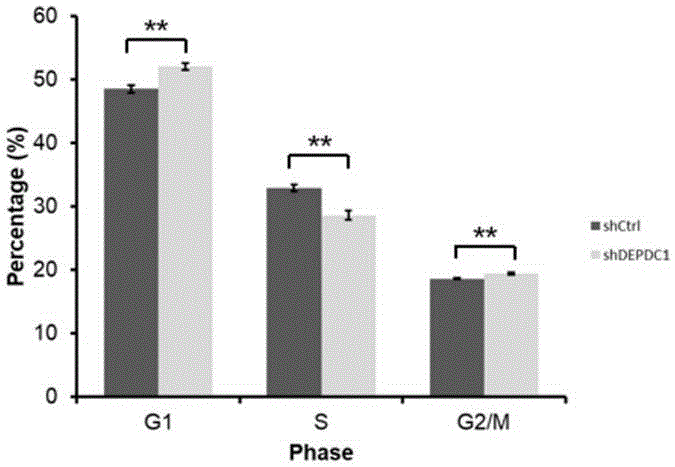 人DEPDC1基因的用途及相关产品的制作方法