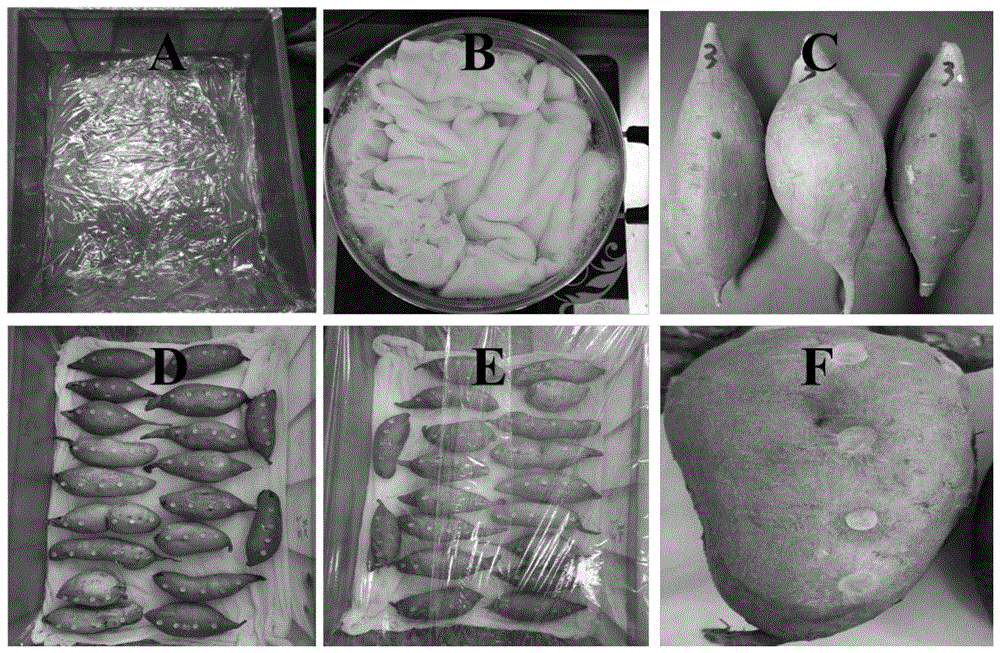 一种甘薯白绢病抗性鉴定方法与流程