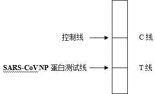 一种新型冠状病毒荧光定量快速检测试剂盒的制作方法