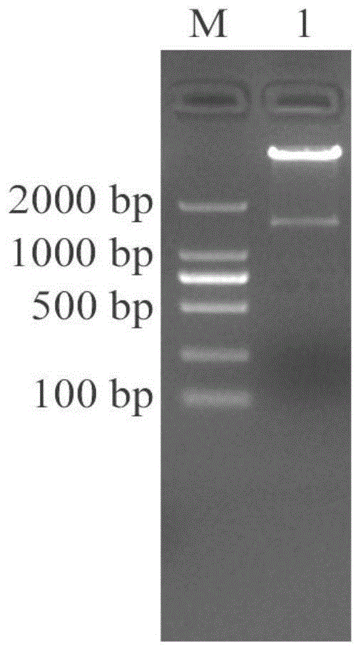 香蕉转录因子MaARF12、MaARF24及其在抑制MaSBE2.3表达上的应用的制作方法