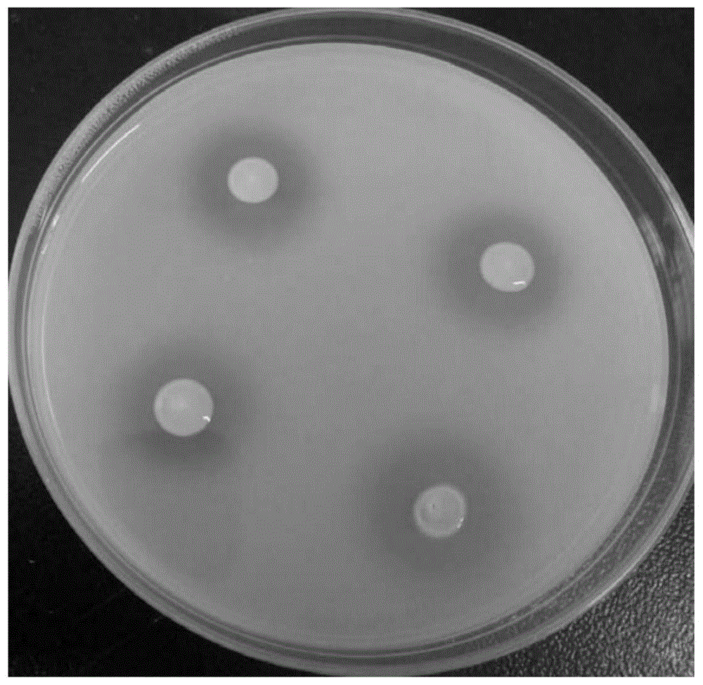 一株溶磷、促生、适应性强的玉米根际促生菌及其应用的制作方法