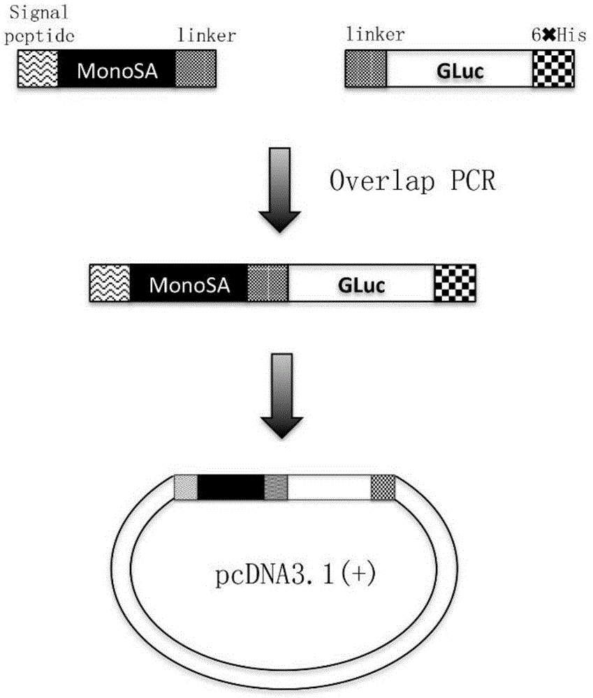 单体链霉亲和素和高斯荧光素酶的融合蛋白及其应用的制作方法
