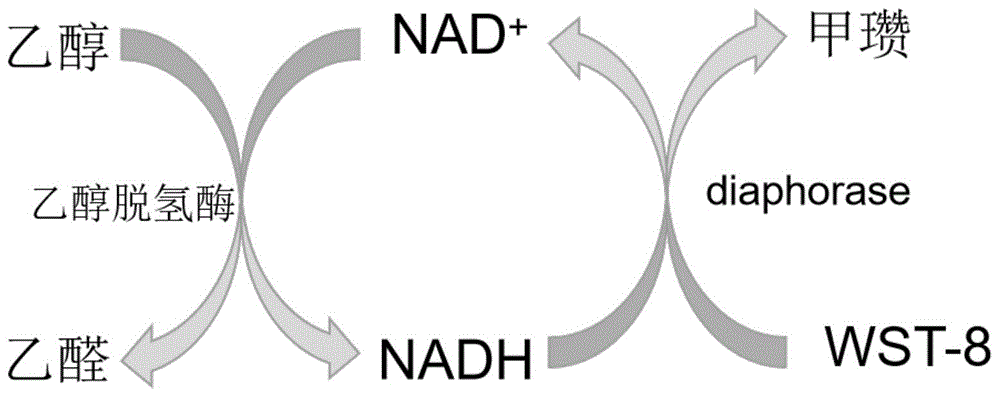 一种基于比色法检测生物样品中nad含量的方法及其应用与流程