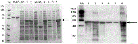 NDM-1耐药蛋白双抗夹心ELISA检测试剂盒及检测方法与流程