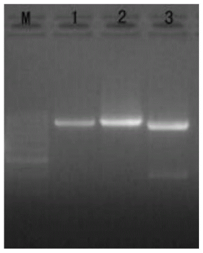 桂花类胡萝卜素生物合成基因OfLCYe及其载体与应用的制作方法