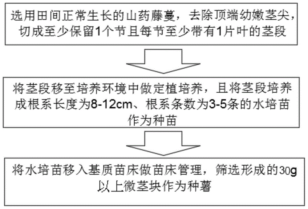 一种参薯类山药水培扩繁以及种薯保存方法与流程