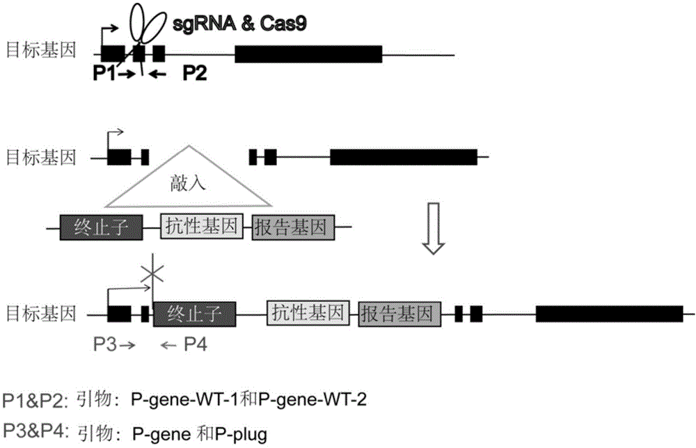一种利用基因编辑技术敲入终止子实现可转录元件敲除的方法与流程