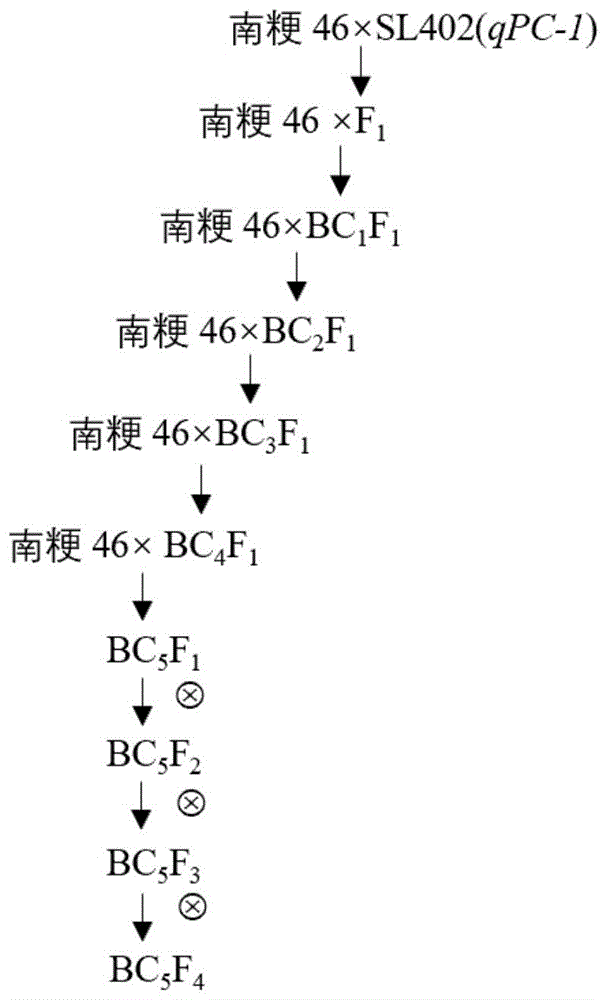 一种直立穗型粳稻品质改良的方法和分子标记与流程