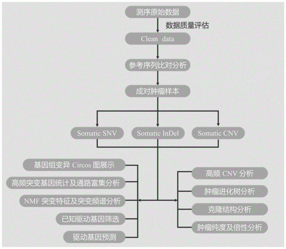 一种肿瘤外显子测序数据分析方法与流程