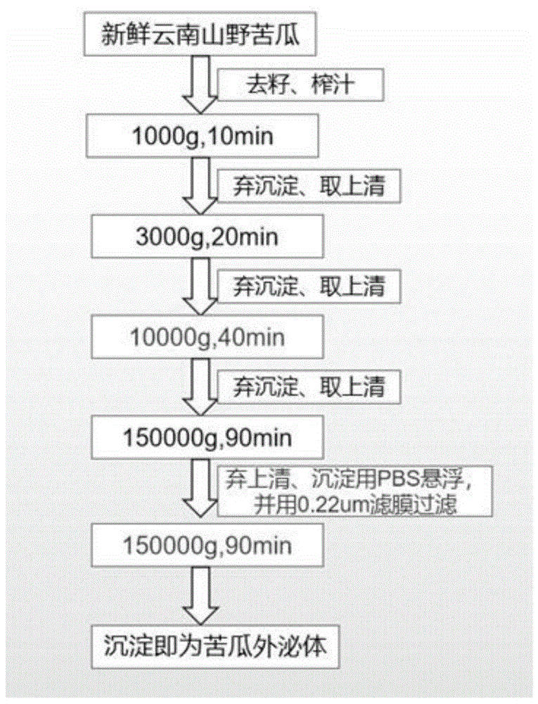 苦瓜外泌体的提取方法及其在制备抗肿瘤药物中的应用与流程