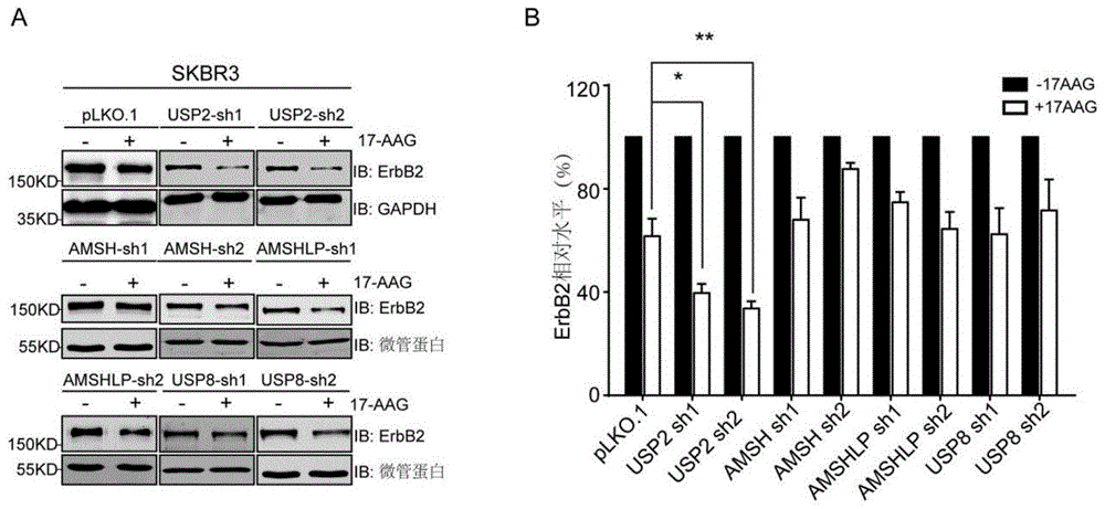 USP2和HSP90抑制剂联合使用抑制ErbB2阳性乳腺癌生长的应用的制作方法