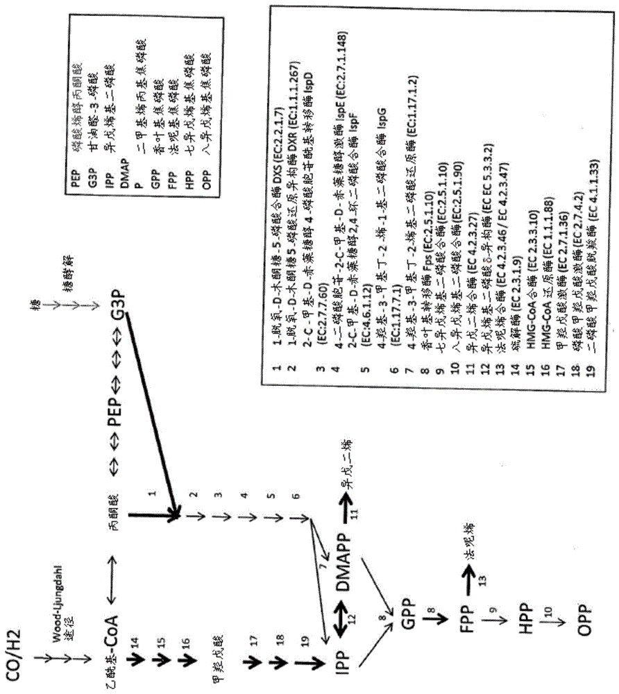 重组代谢微生物及其用途的制作方法