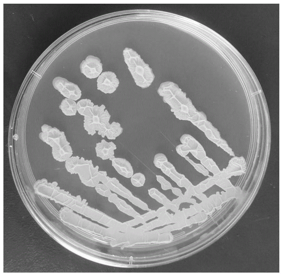 一种解淀粉芽孢杆菌、应用及其发酵液的制备方法与流程