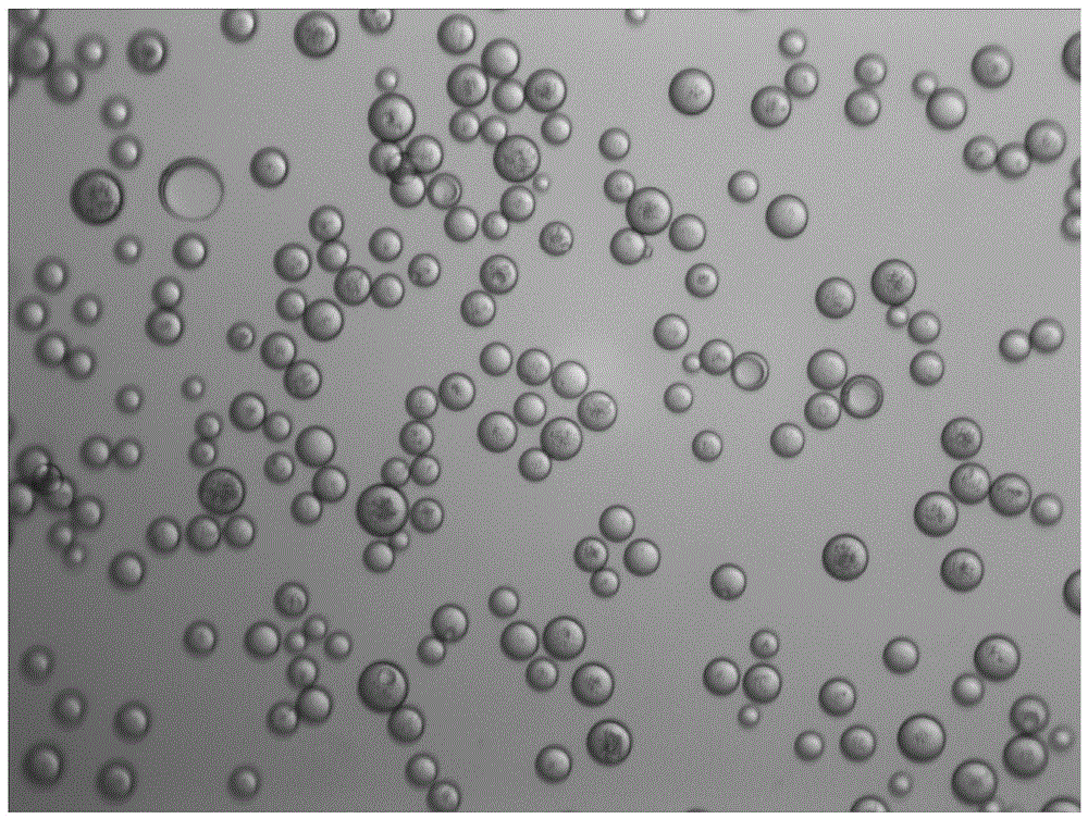一种聚乳酸多孔微球、其制备方法及应用与流程