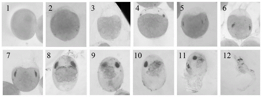 一种提高罗氏沼虾胚胎离体培养孵化率的方法与流程