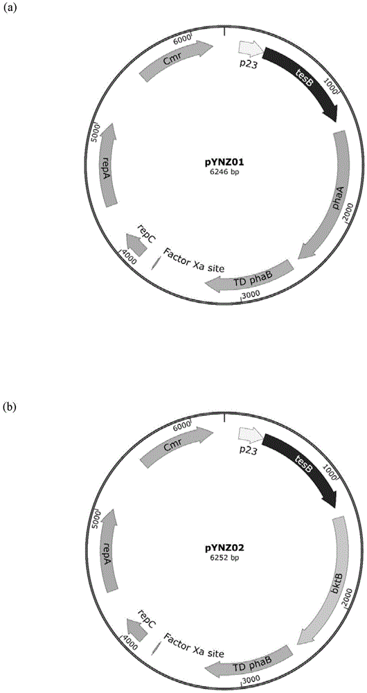 产(R)-3-羟基丁酸的重组肠道菌及其构建方法与流程