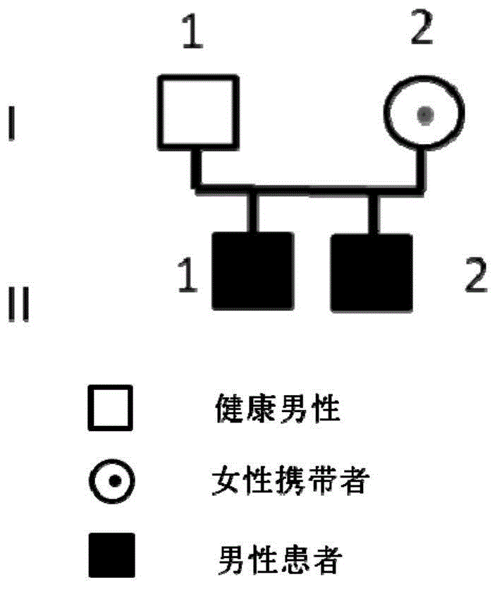 一种外胚层发育不全相关的低频/罕见突变及其检测方法与流程