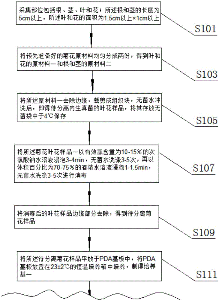 一种菊花内生真菌的分离提纯方法与流程