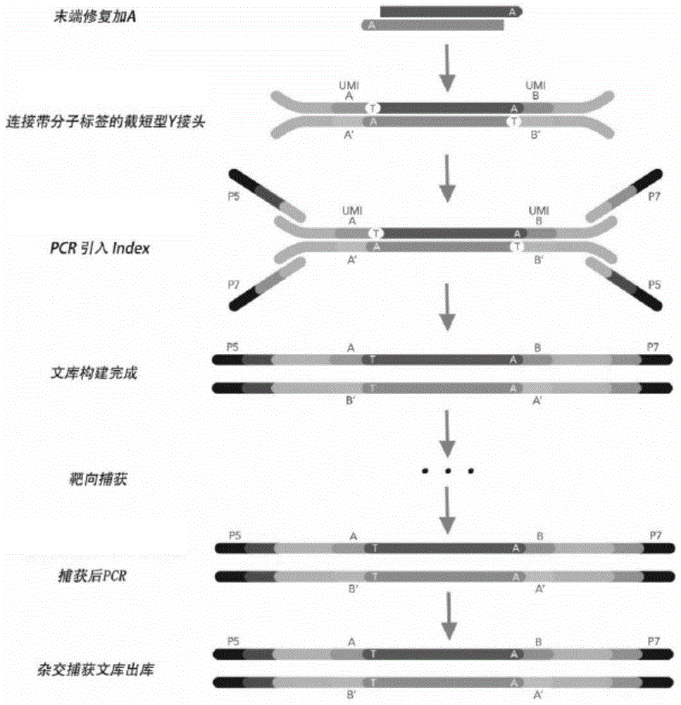 特异性分子标签UMI组及其应用的制作方法