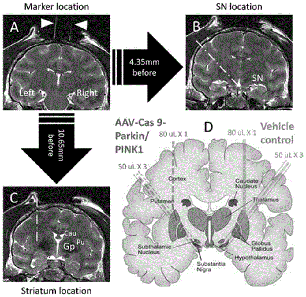 基于pink1及park7的非治疗目的的将病毒注入动物特定脑区进行基因编辑