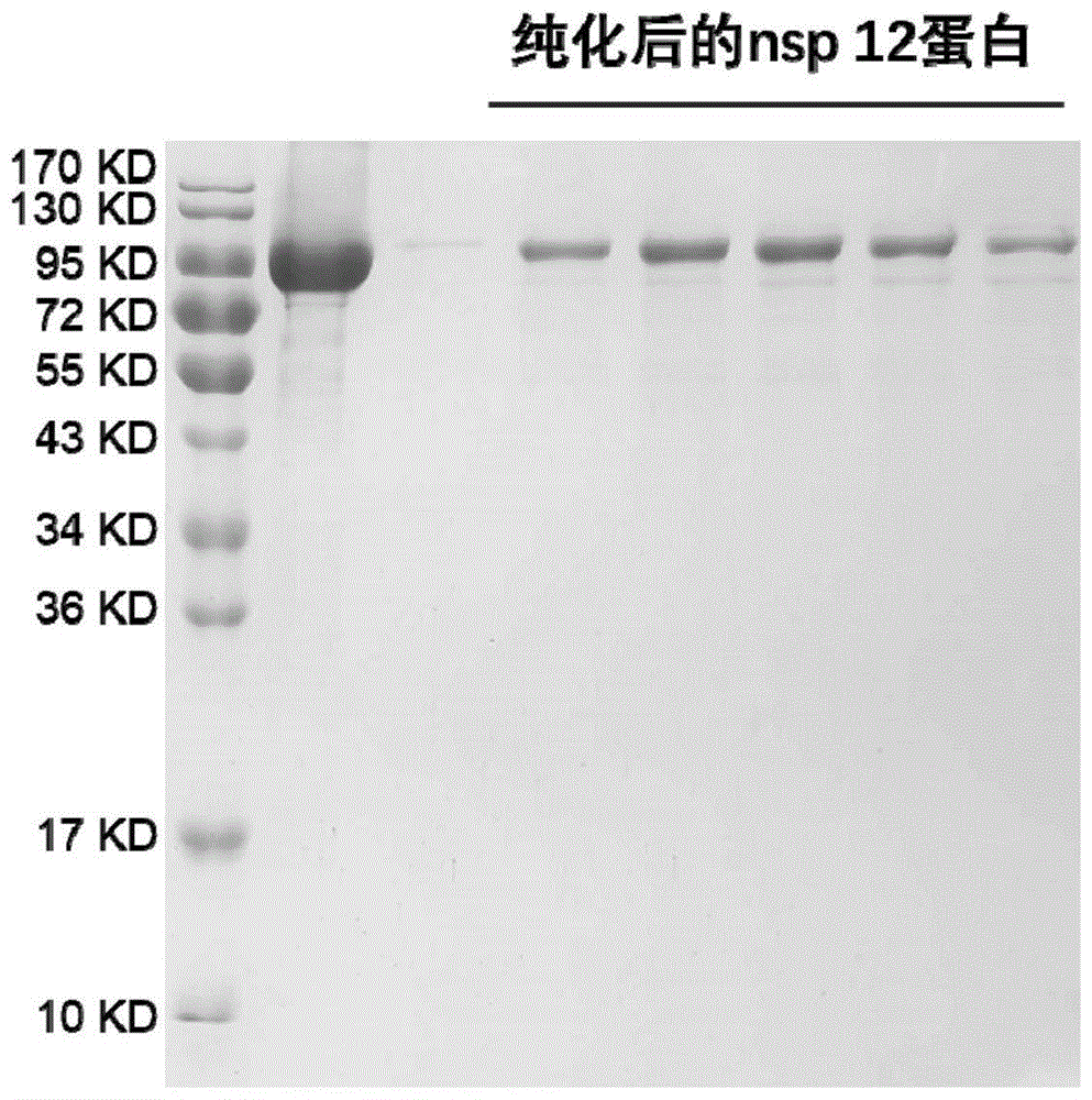 卡泊芬净在制备抑制冠状病毒的产品中的应用的制作方法