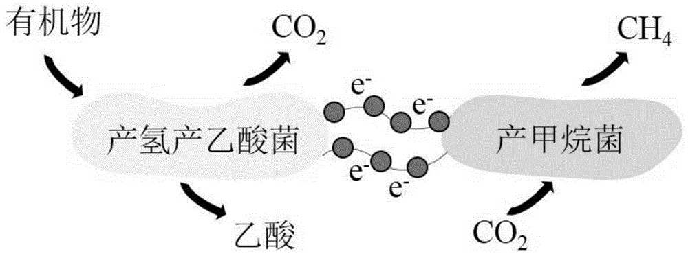 传递机制是产氢产乙酸菌与产甲烷菌之间最常见的电子和能量交换形式