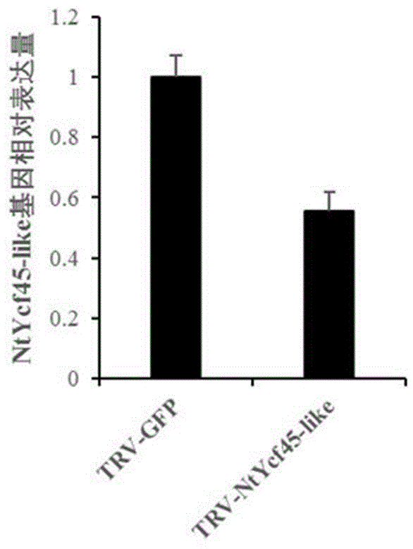 烟草NtYcf45-like蛋白及其应用的制作方法