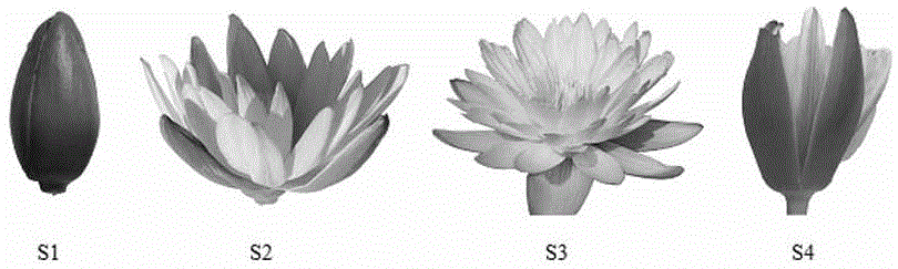 一种确定浓香型香水莲花最佳采收期的方法与流程