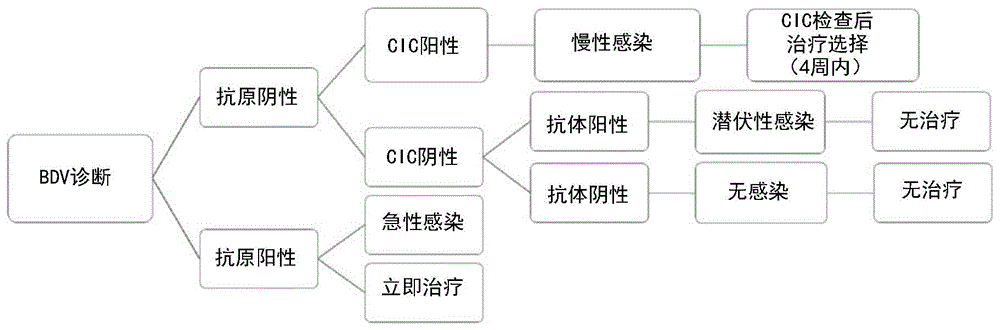 检测急性博尔纳病病毒(BDV)感染的方法及其诊断试剂盒，特别是组合区分急性及慢性和潜伏性BDV感染的方法及其诊断试剂盒与流程