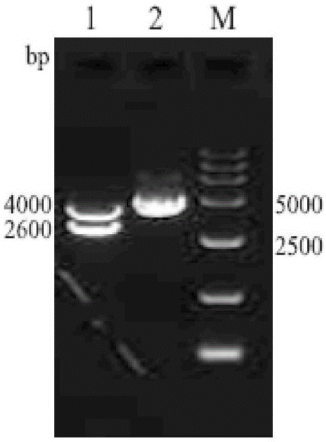 犬瘟热病毒纳米PCR检测试剂盒及其应用的制作方法