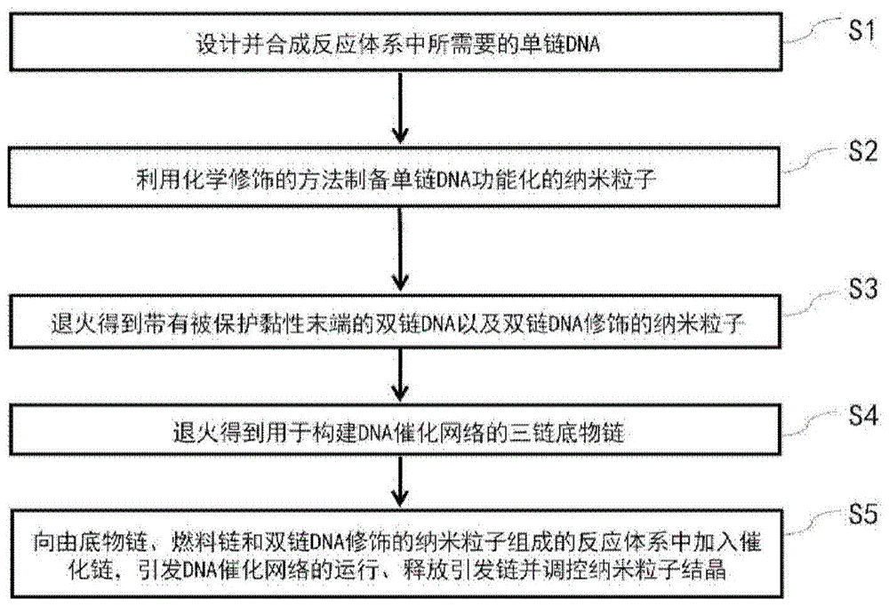 一种DNA催化网络调控的纳米粒子结晶的方法与流程