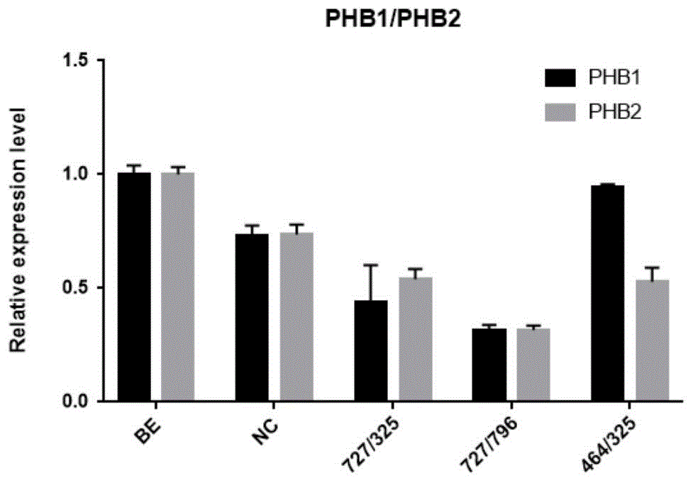 日本血吸虫PHB1与PHB2基因的siRNA及其应用的制作方法