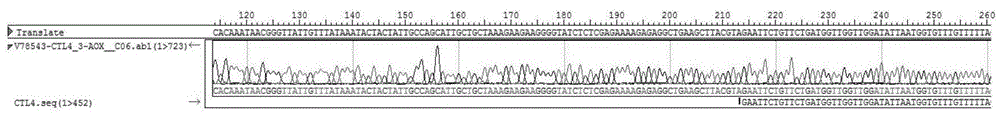 一种LvCTL4基因及编码的蛋白质、蛋白质的获取方法、表达载体、重组菌和应用与流程