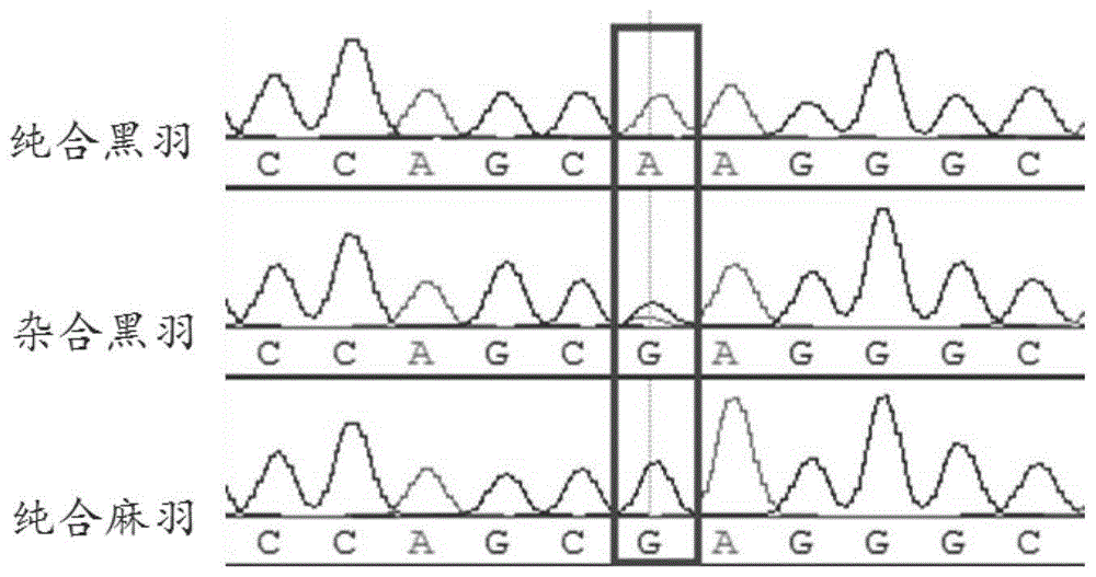 一种与鸭黑色和褐色羽性状相关的分子标记及其应用的制作方法