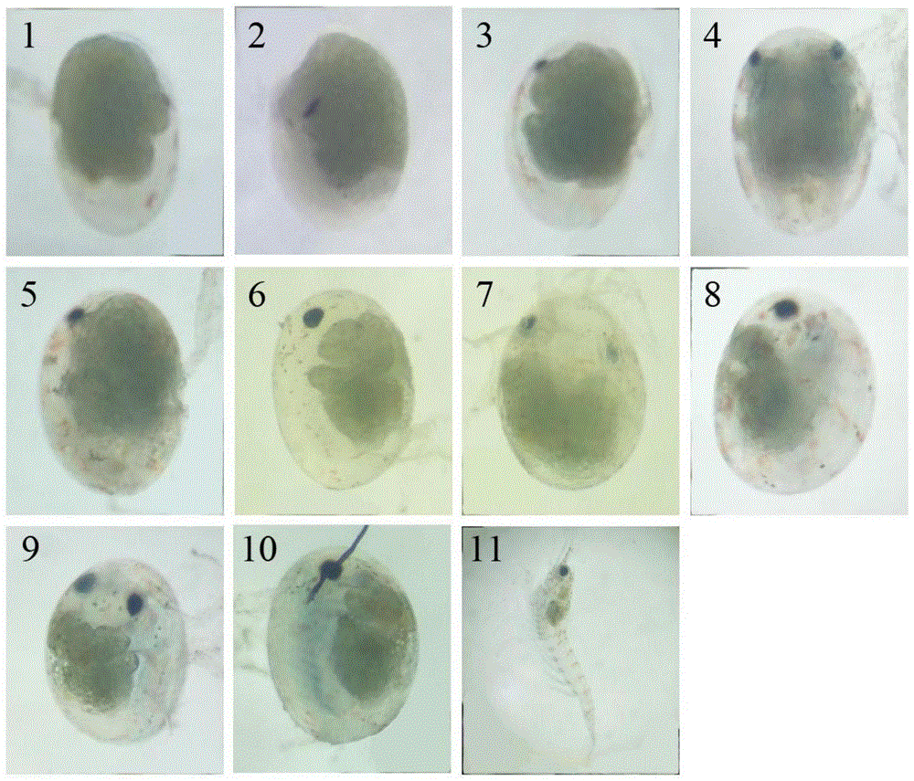 一种提高锯齿新米虾胚胎离体培养孵化率的方法与流程