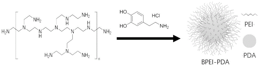一种聚乙烯亚胺聚多巴胺复合纳米颗粒及其制备方法与应用与流程