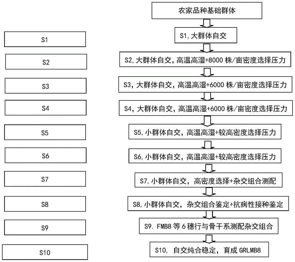 一种利用农家品种选育玉米自交系的方法与流程