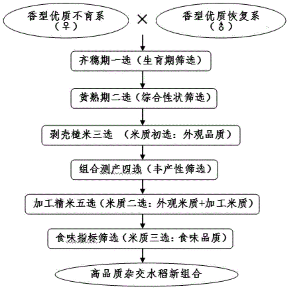 本发明涉及水稻育种技术领域,尤其涉及一种高品质杂交水稻组合的筛选