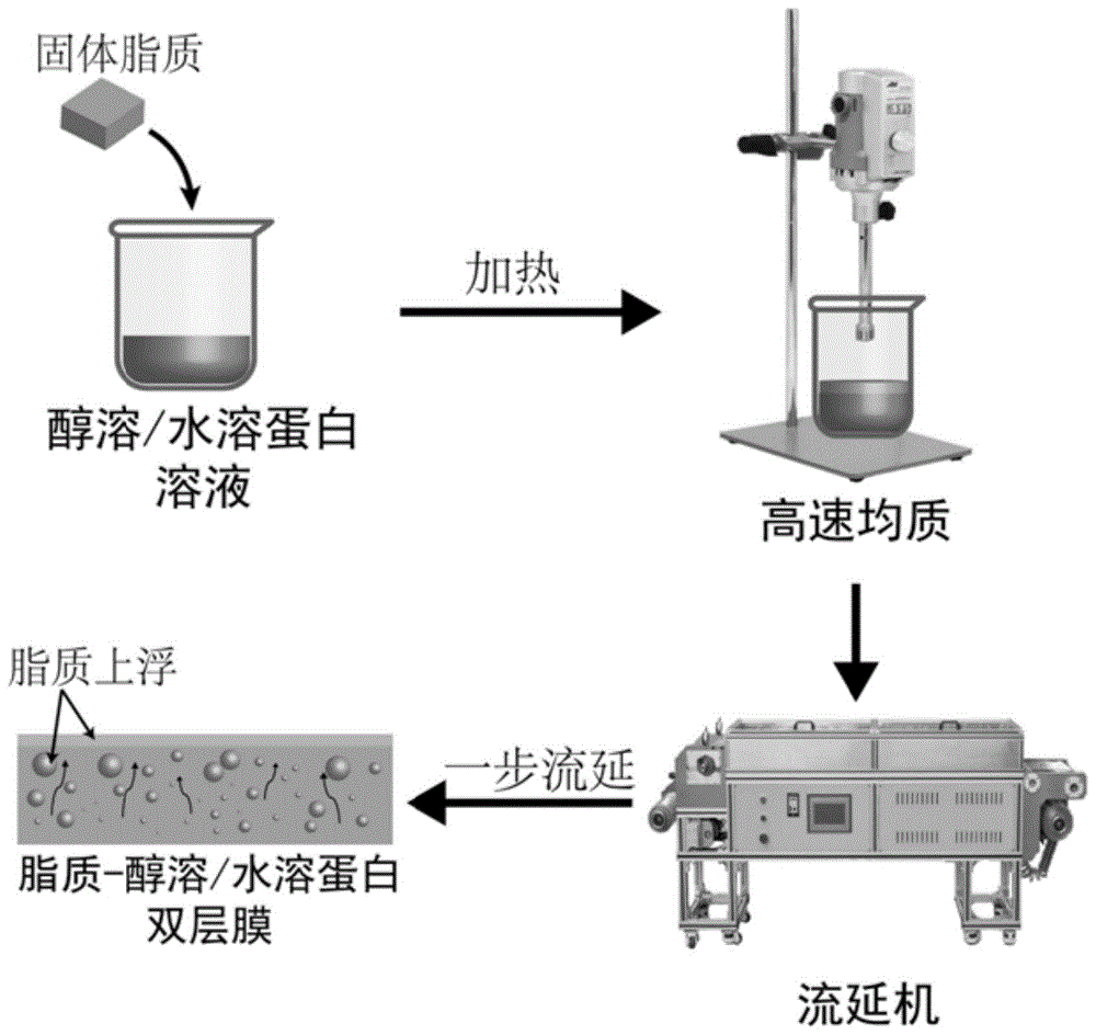 一种脂质-蛋白可食性双层活性膜及其制备方法与流程