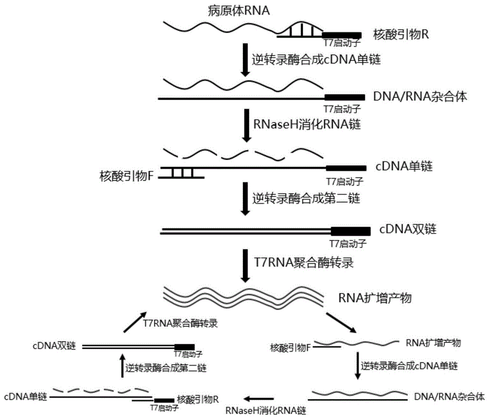 一种基于双扩增技术检测新型冠状病毒（2019-nCoV）的试剂盒及其应用的制作方法