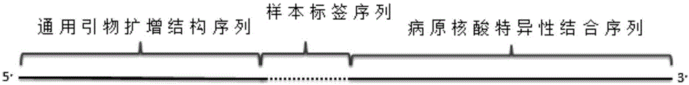 用于病原核酸扩增的引物组、病原核酸检测文库构建方法和病原检测方法与流程