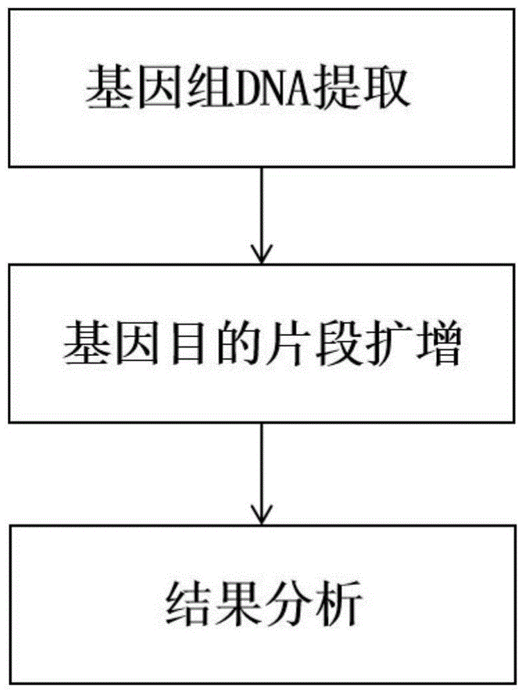 2型糖尿病单核苷酸多态性C502A的Sidt2基因检测方法和试剂盒与流程