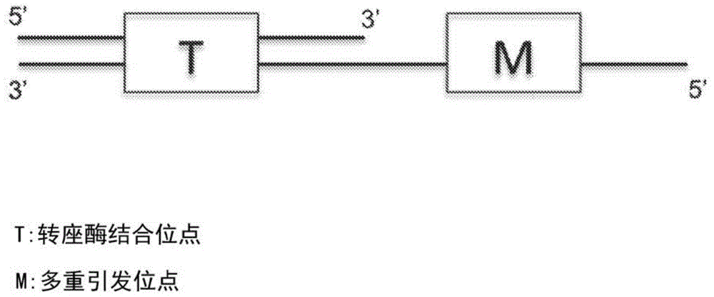 核酸的多重末端标记扩增的制作方法