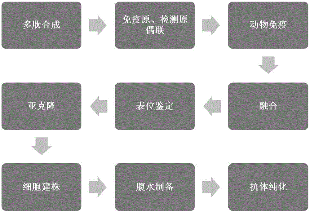 免疫相关GTP酶家族M（IRGM）的单克隆抗体及其应用的制作方法