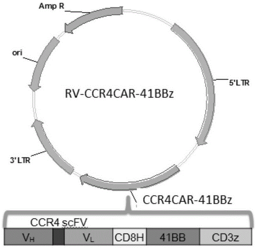 靶向CCR4嵌合抗原受体的方法和用途与流程